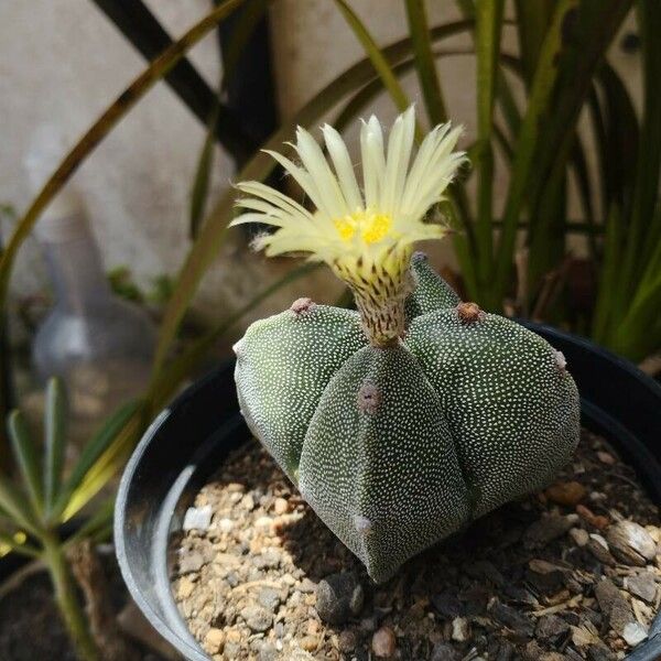 Astrophytum myriostigma Характер