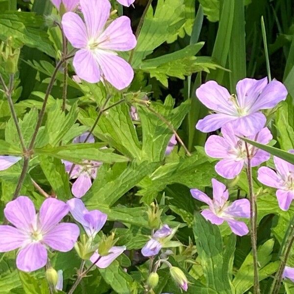 Geranium maculatum ফুল