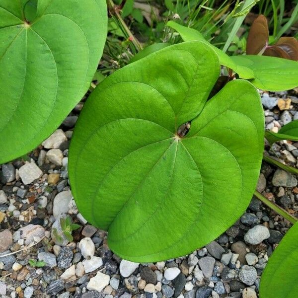 Dioscorea alata Yaprak