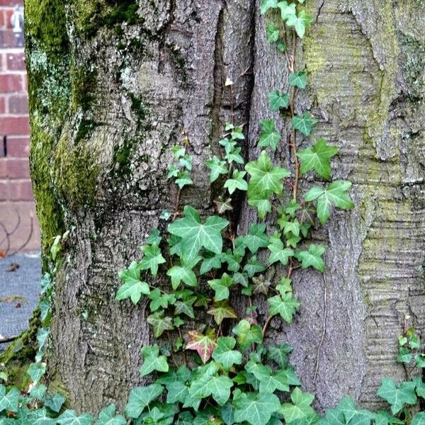 Hedera helix Pokrój