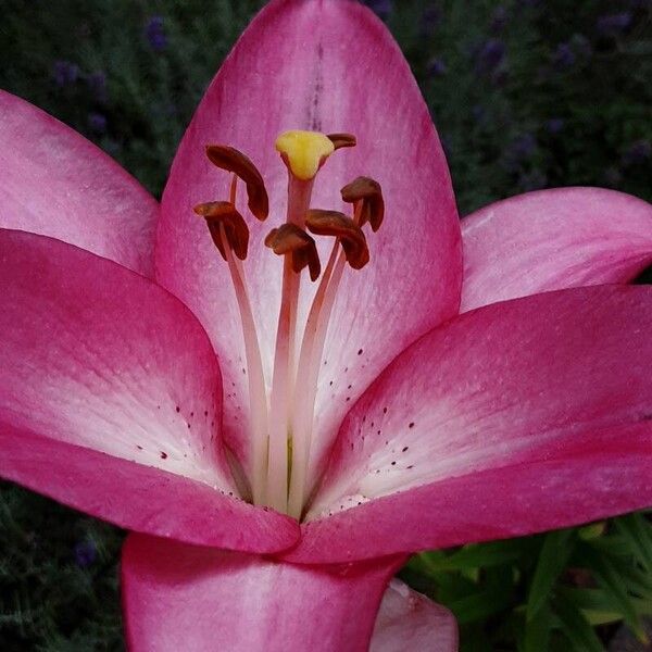 Lilium bulbiferum Flower