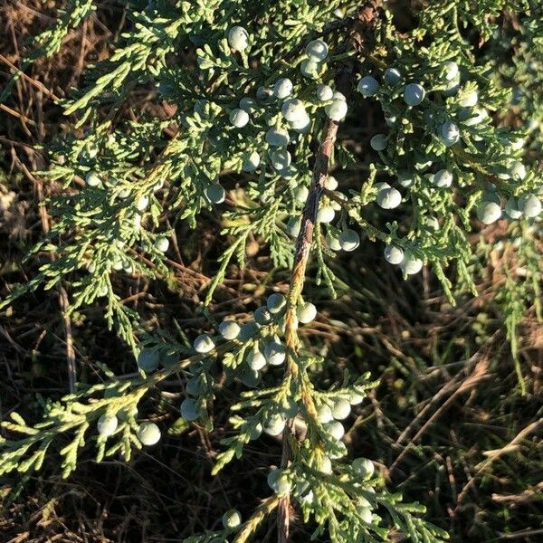 Juniperus virginiana Leaf