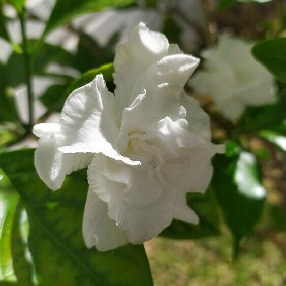 Jasminum sambac Flower