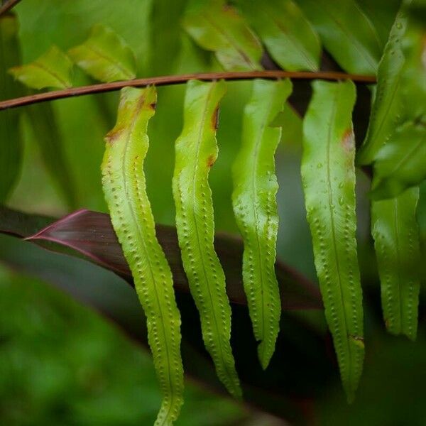 Nephrolepis biserrata Leaf