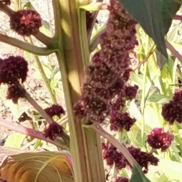 Amaranthus caudatus പുറംതൊലി