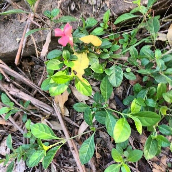 Barleria repens Blad