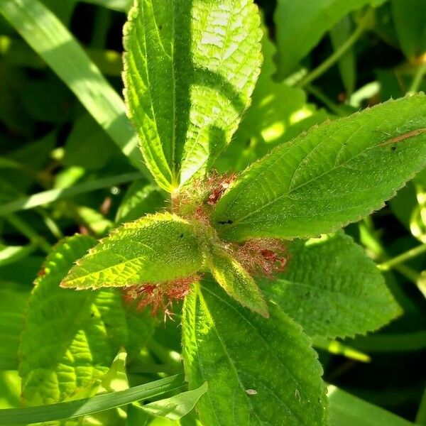 Acalypha alopecuroidea Hoja