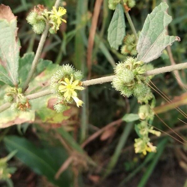 Triumfetta rhomboidea Frucht