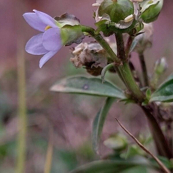 Exacum oldenlandioides Frutto