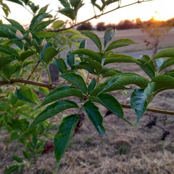 Sambucus nigra Lapas