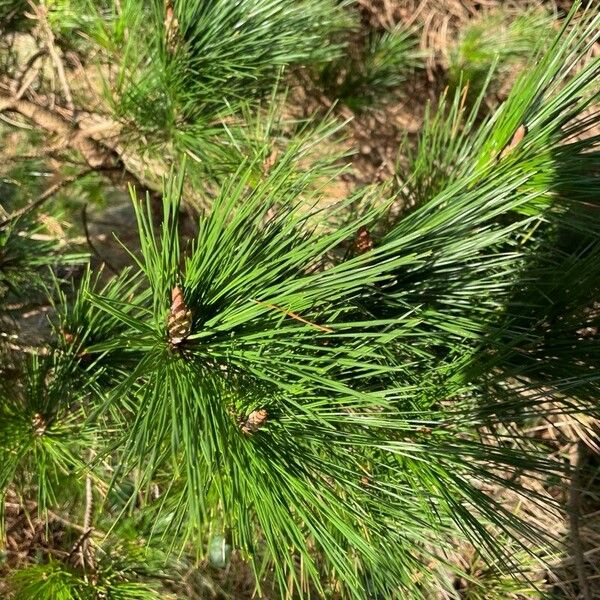 Pinus radiata 叶