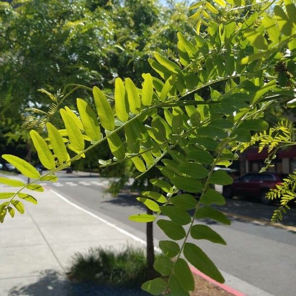 Gleditsia triacanthos Leaf