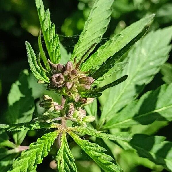 Cannabis sativa Other