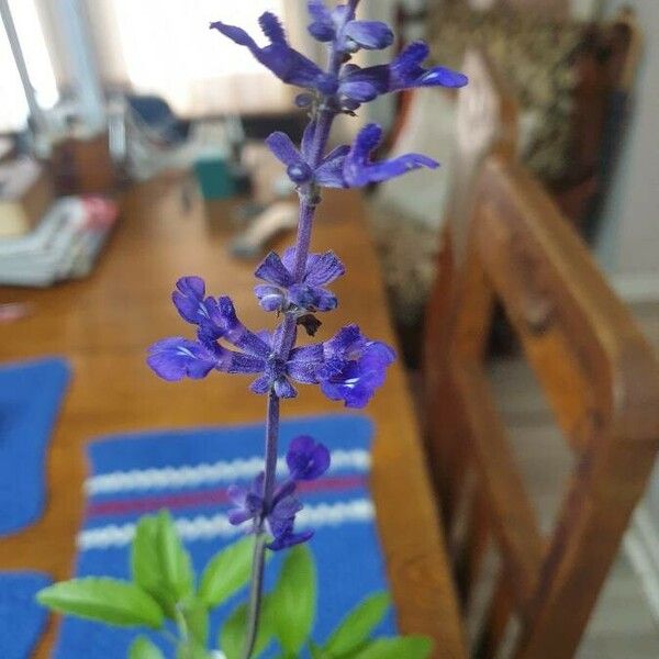 Salvia farinacea Blomma