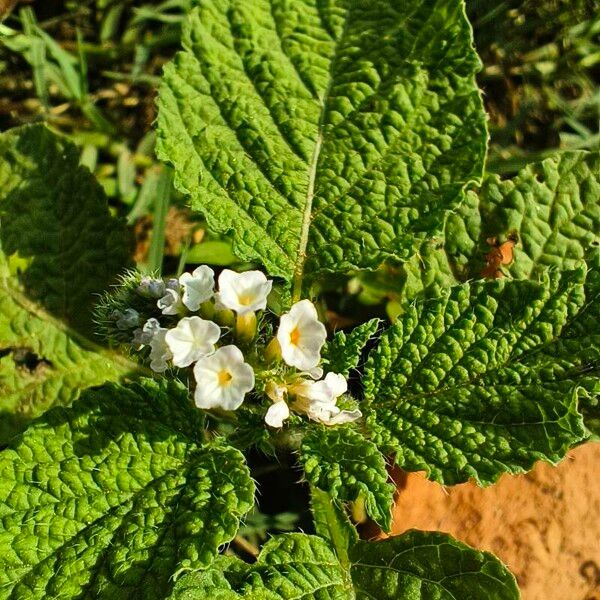 Heliotropium indicum 葉