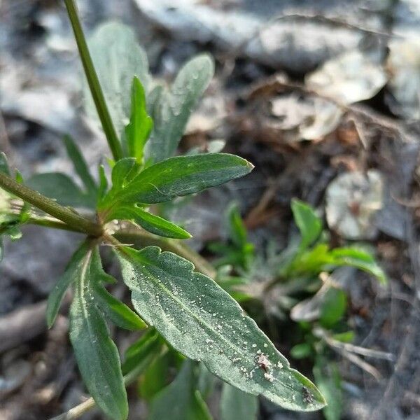 Viola tricolor Leaf