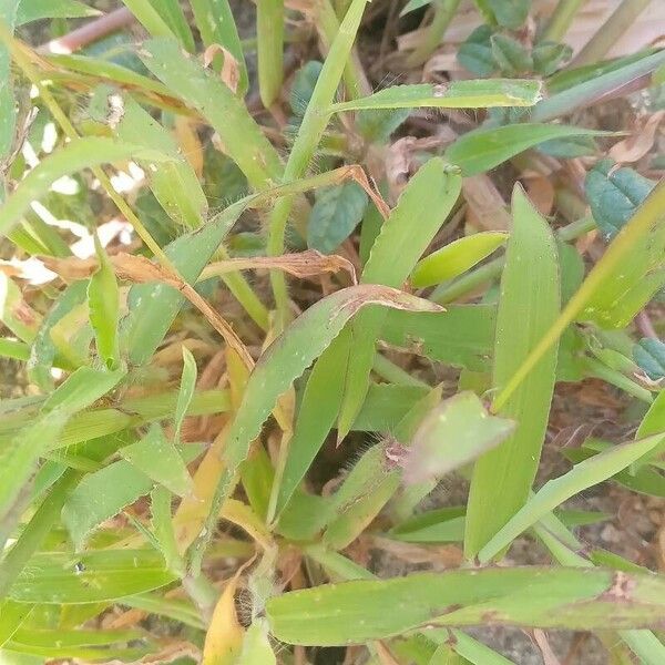 Digitaria sanguinalis Fuelha