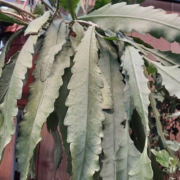 Epiphyllum phyllanthus Lehti