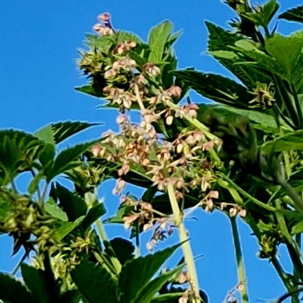 Humulus scandens Flower