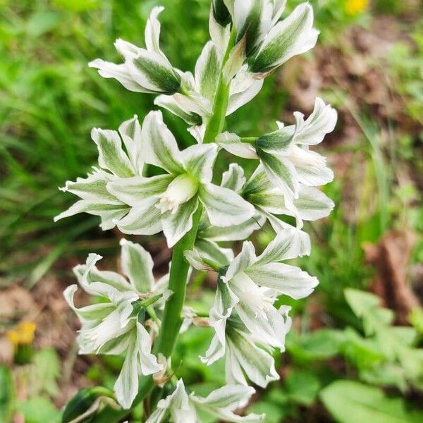 Ornithogalum nutans 葉