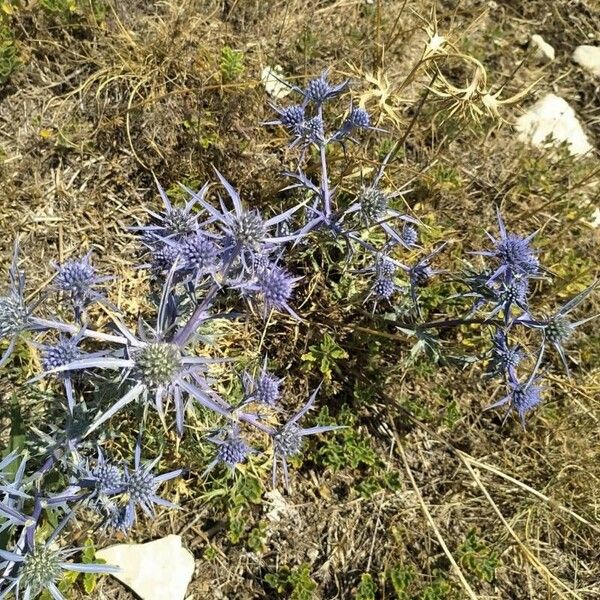 Eryngium amethystinum Blüte