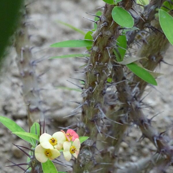 Euphorbia milii Fleur