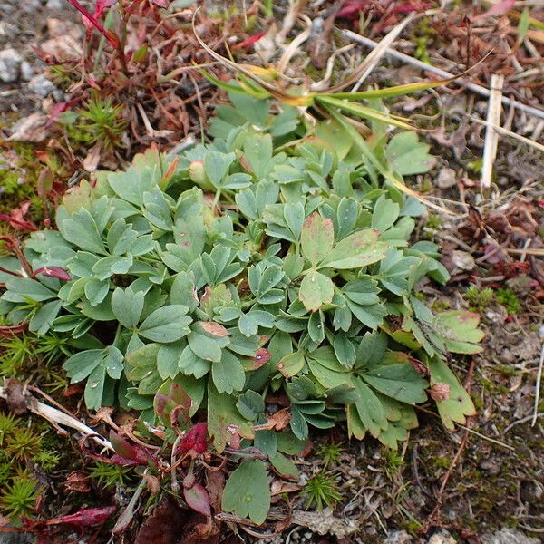 Sibbaldia procumbens Elinympäristö