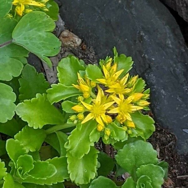 Phedimus aizoon Flower