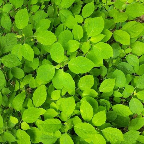 Hydrangea arborescens 葉