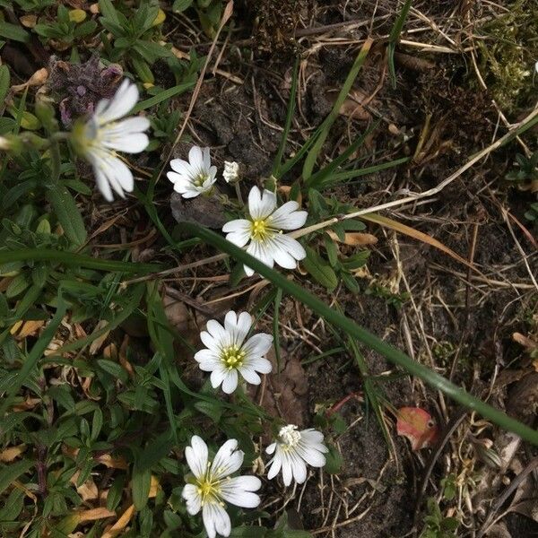 Cerastium semidecandrum Flower