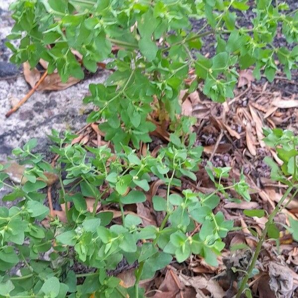 Euphorbia peplus Pokrój