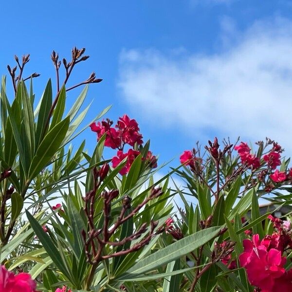 Nerium oleander Fiore