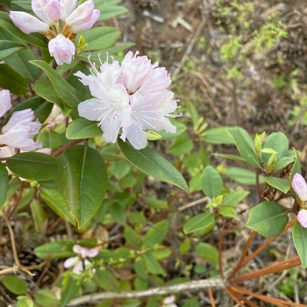 Rhododendron minus Flor