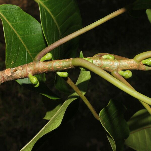 Ficus citrifolia Rinde