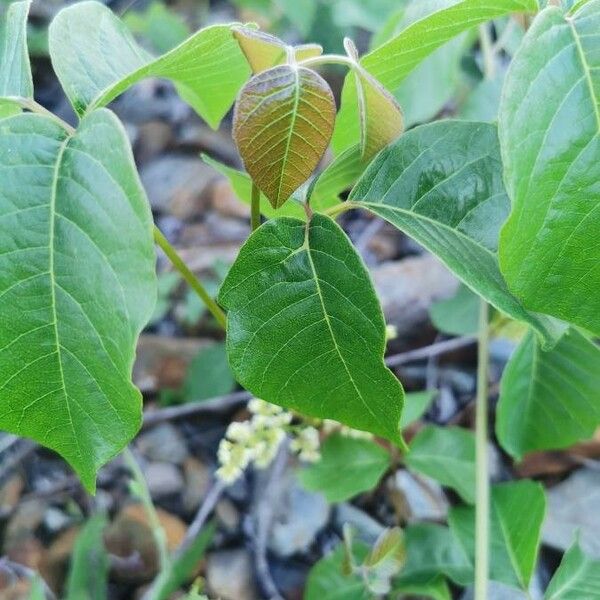 Toxicodendron rydbergii Листок