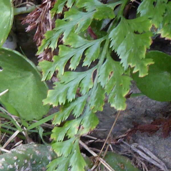 Asplenium onopteris List