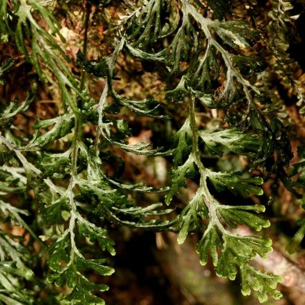 Hymenophyllum javanicum Habit