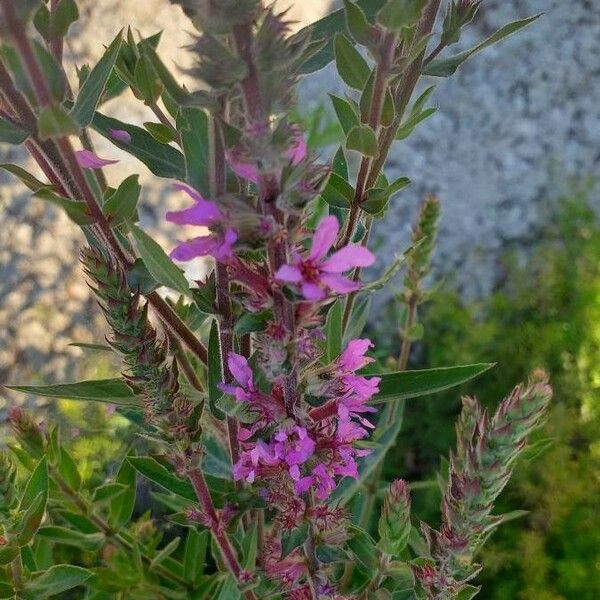 Lythrum salicaria Flower