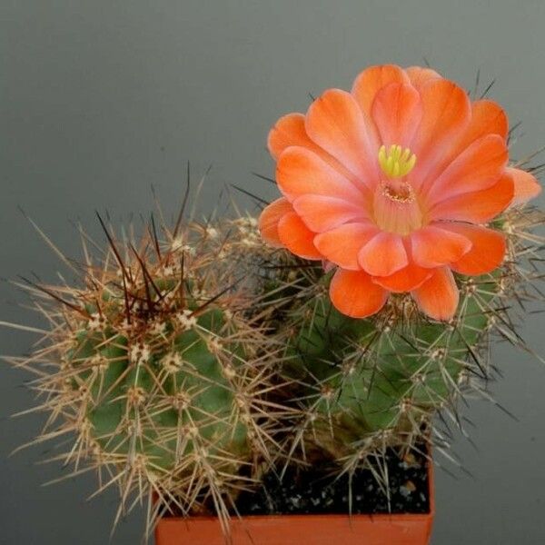 Echinocereus coccineus Flower