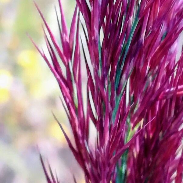 Phragmites australis Flower