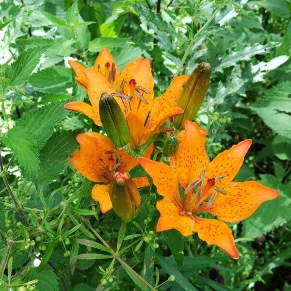 Lilium bulbiferum Flor