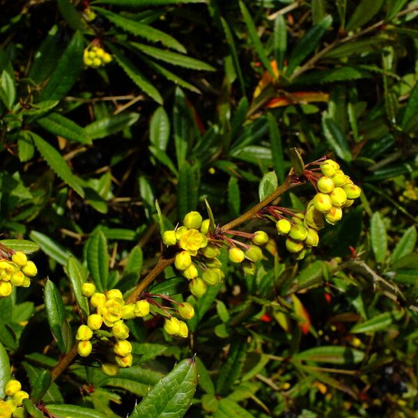 Berberis julianae Flower