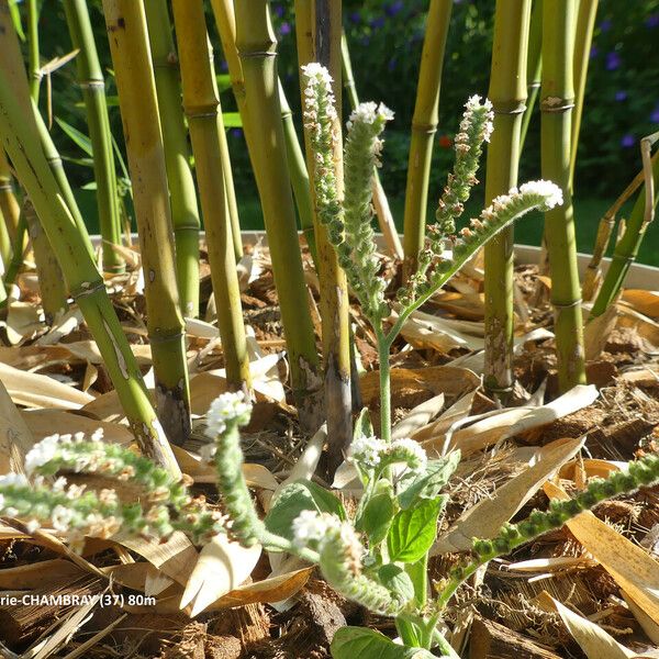 Heliotropium europaeum Blad