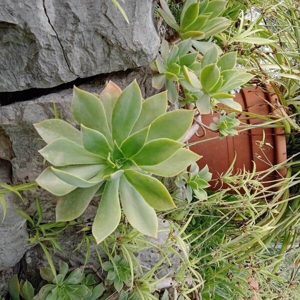 Aeonium lancerottense Blatt