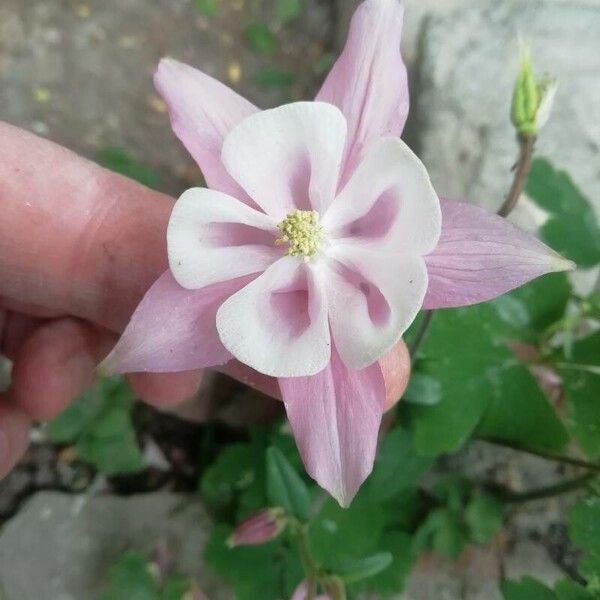 Aquilegia nigricans Цвят