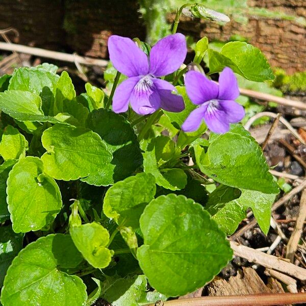 Viola reichenbachiana Habit