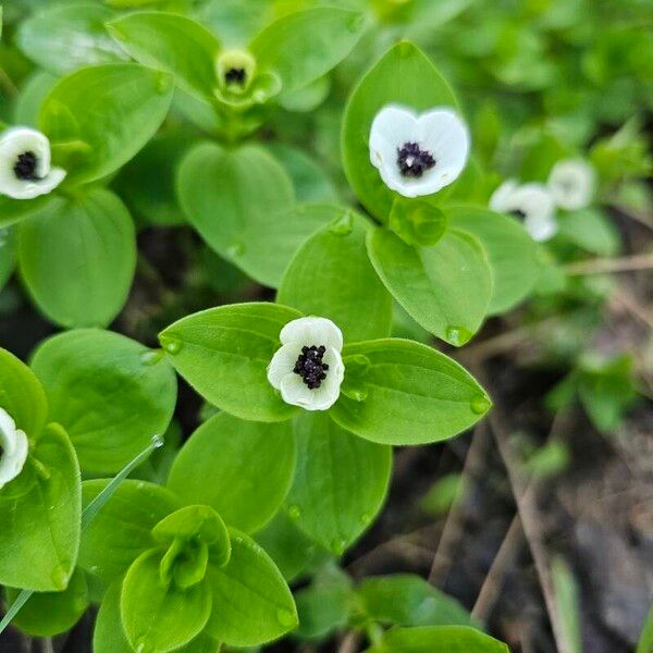 Cornus suecica Kvet