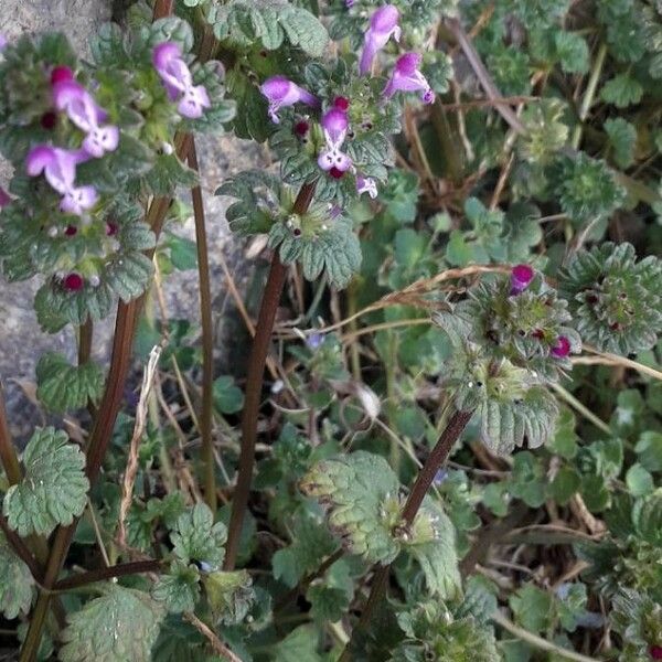 Lamium amplexicaule Flower