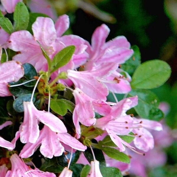 Rhododendron kiusianum Flower