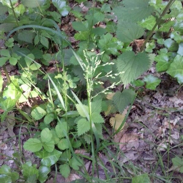 Poa trivialis Hábitos